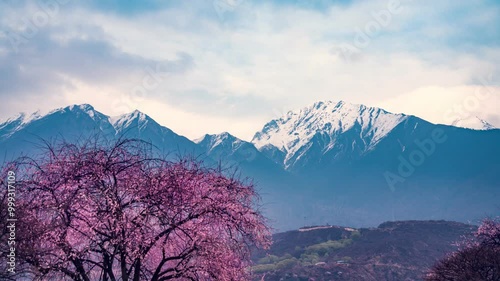 Time-lapse photography of peach blossoms under the snow-capped mountains of Nyingchi, Tibet, China