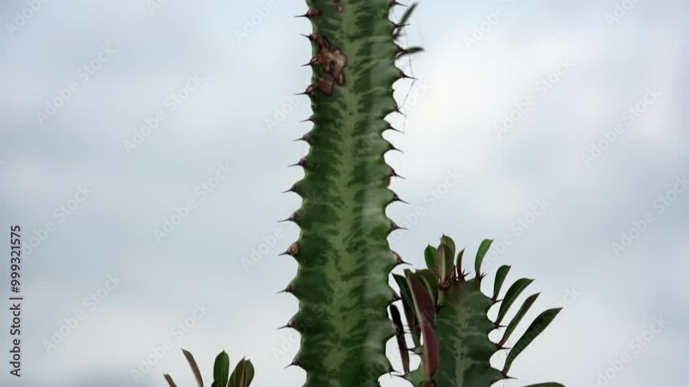 Cactus de tallo verde con espinas y brotes nuevos, destacando su textura y crecimiento en un entorno natural Cactus de tallo verde con espinas y brotes nuevos, destacando su textura y crecimiento en un entorno natural