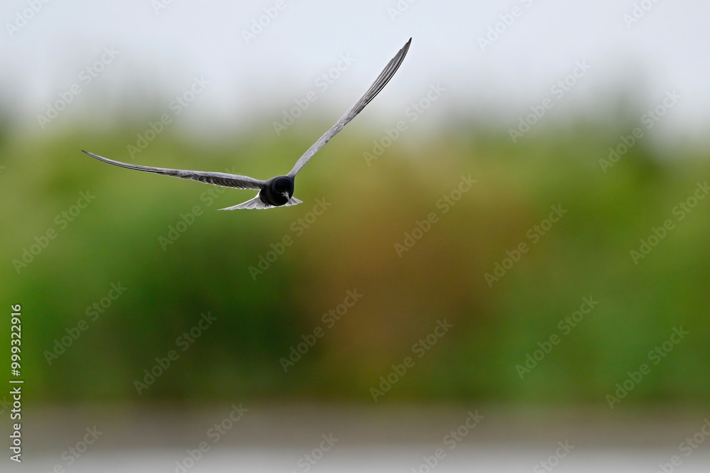 Trauerseeschwalbe // Black tern (Chlidonias niger) Trauerseeschwalbe // Black tern (Chlidonias niger)