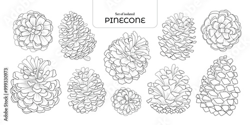 Set of isolated pinecones. Cute plants illustration in hand drawn style. Black outline and white plane on transparent background.