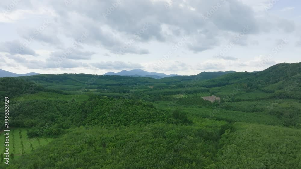 Lush Green Forest Landscape in Summer Showcasing Vibrant Nature in a Serene Location Lush Green Forest Landscape in Summer Showcasing Vibrant Nature in a Serene Location