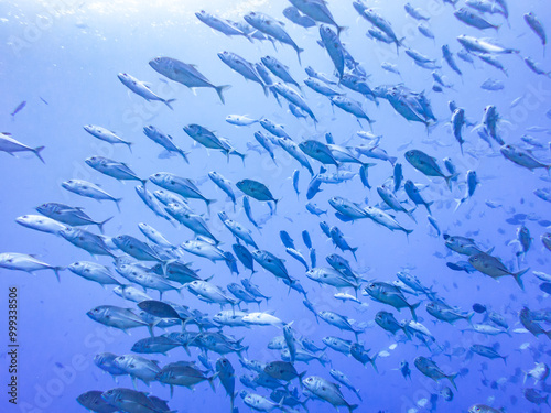 A School of Fish Swimming in the Blue Ocean, Blue Hole, Palau photo