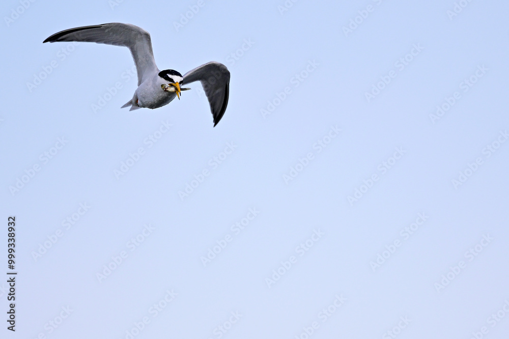 Zwergseeschwalbe // Little tern (Sternula albifrons) Zwergseeschwalbe // Little tern (Sternula albifrons)