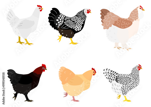 6 deferent breeds chickens walking side view