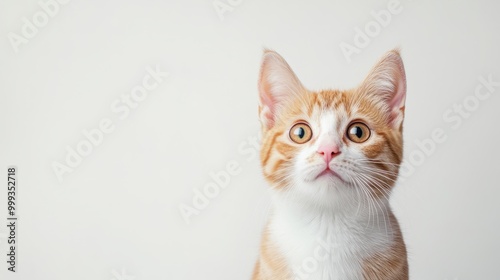 Adorable Ginger and White Kitten Gazing with Curious Expression