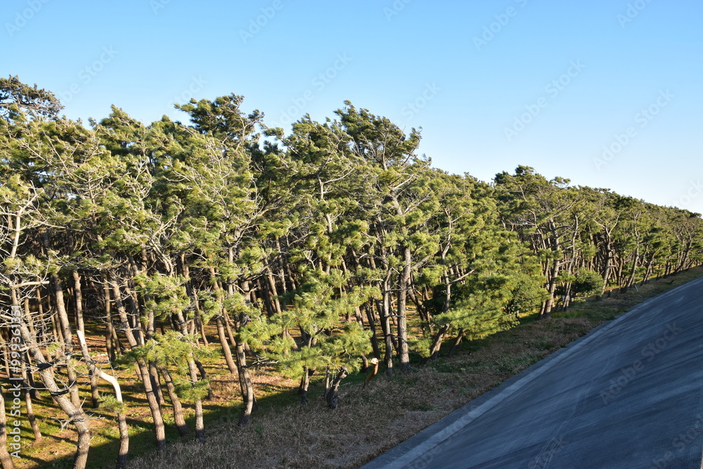 Obraz premium 千本松原：強風に煽られ斜めに生える松が集まっている森林