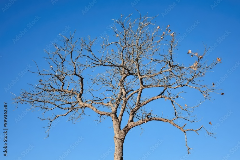 Tree Stripped of Its Foliage Against a Cerulean Sky Tree Stripped of Its Foliage Against a Cerulean Sky
