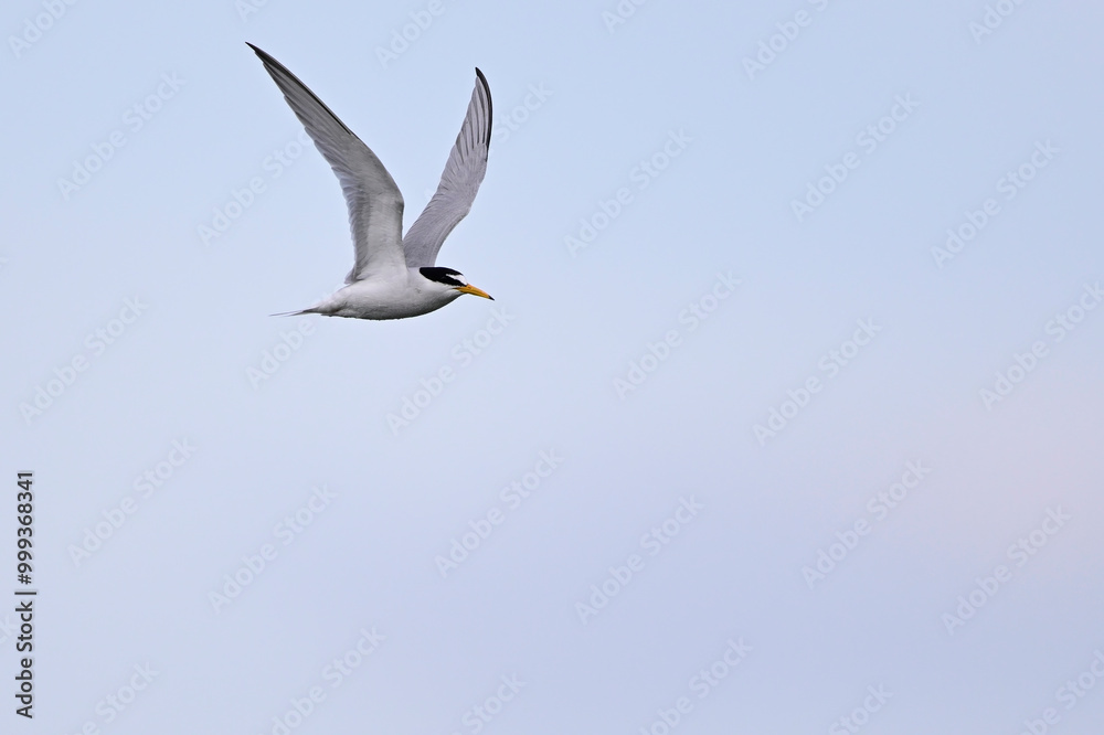 Fototapeta premium Zwergseeschwalbe // Little tern (Sternula albifrons)