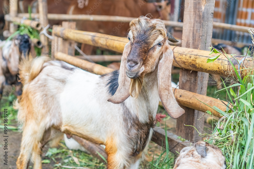 some goats at the qurban cattle sale before the Eid celebration. goats in the cage some goats at the qurban cattle sale before the Eid celebration. goats in the cage