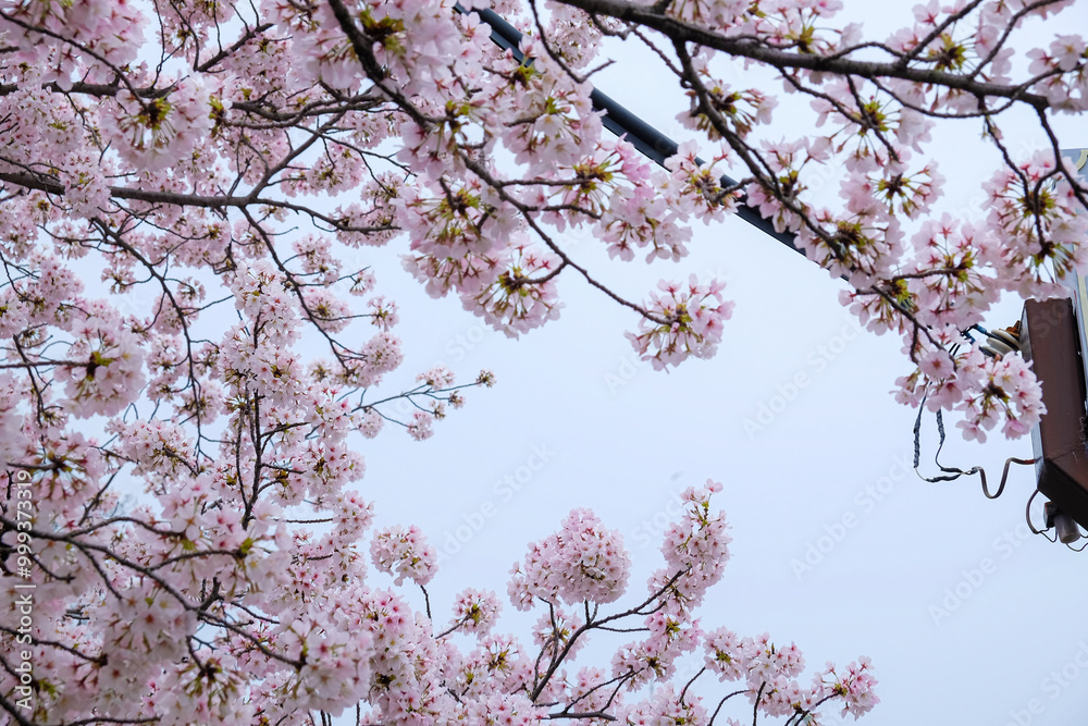 Pink sakura flower blossom bloom on tree branch winter season Pink sakura flower blossom bloom on tree branch winter season