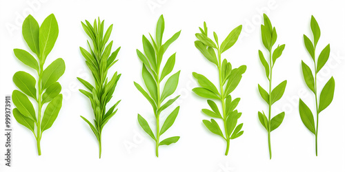 Wallpaper Mural Tall narrow leafy stems Torontodigital.ca