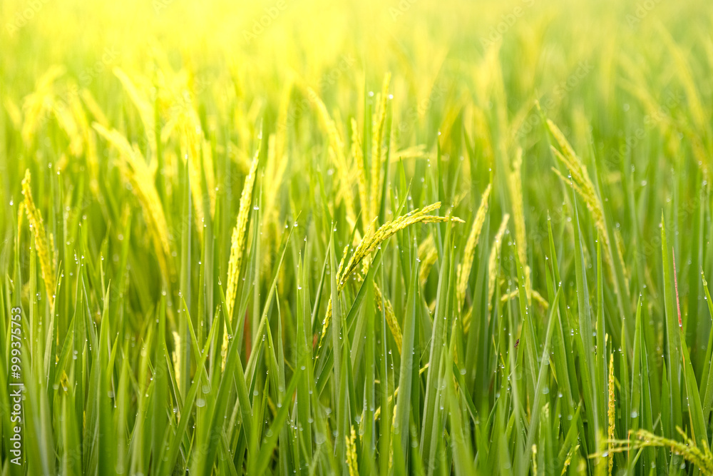 morning in the rice field. Green plantation scenery. dew blur in the countryside rice field. morning in the rice field. Green plantation scenery. dew blur in the countryside rice field.