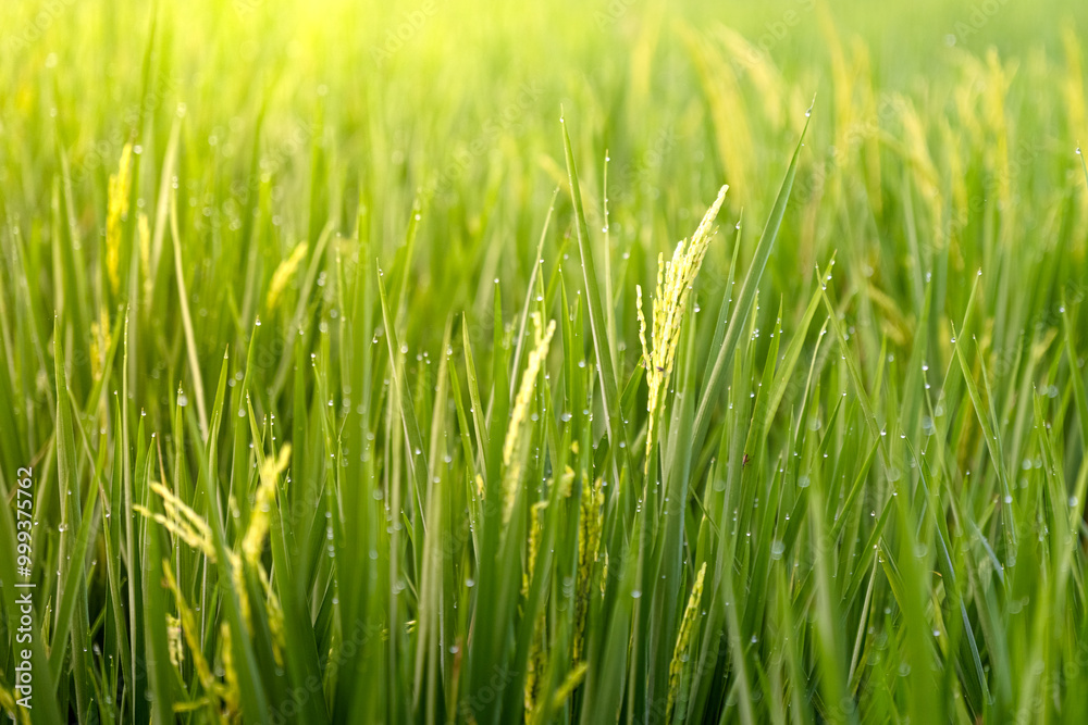 morning in the rice field. Green plantation scenery. dew blur in the countryside rice field. morning in the rice field. Green plantation scenery. dew blur in the countryside rice field.