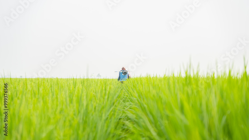 A farmer walks in a green rice field carrying a pest sprayer. morning farmer activity