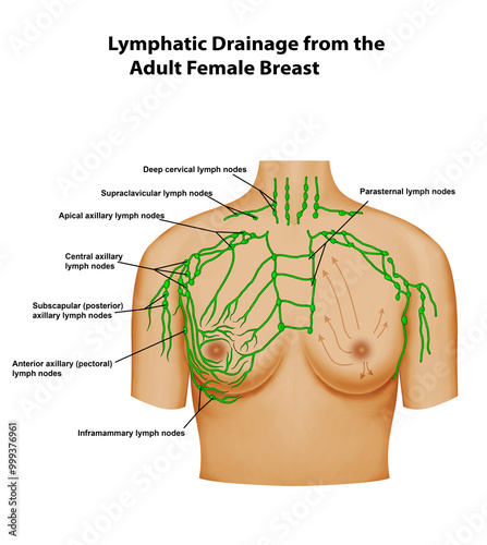 Lymphatic Drainage from the Adult Female Breast  photo