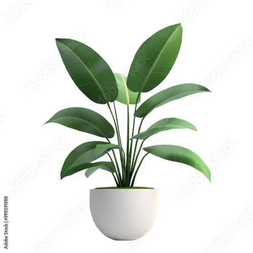  Plant in Ceramic Minimal Design Pot PNG cutout isolated on white and transparent background.