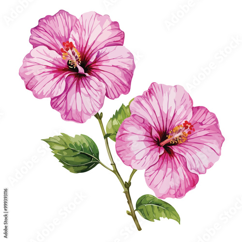 Lilac hibiscus flowers vector watercolor art isolated on white background
