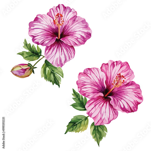 Lilac hibiscus flowers vector watercolor art isolated on white background