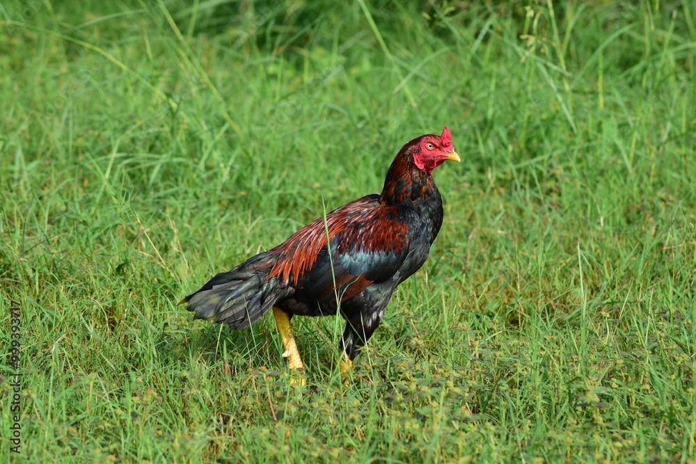 Fototapeta premium Rooster on green green in a farm. Aseel chicken breed.
