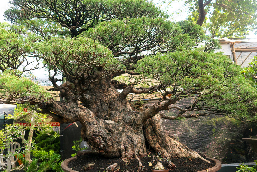 Bonsai is a plant or tree that is dwarfed in a shallow pot with the aim of making a miniature of the original form of a large, old tree in nature. Bonsai is a plant or tree that is dwarfed in a shallow pot with the aim of making a miniature of the original form of a large, old tree in nature.