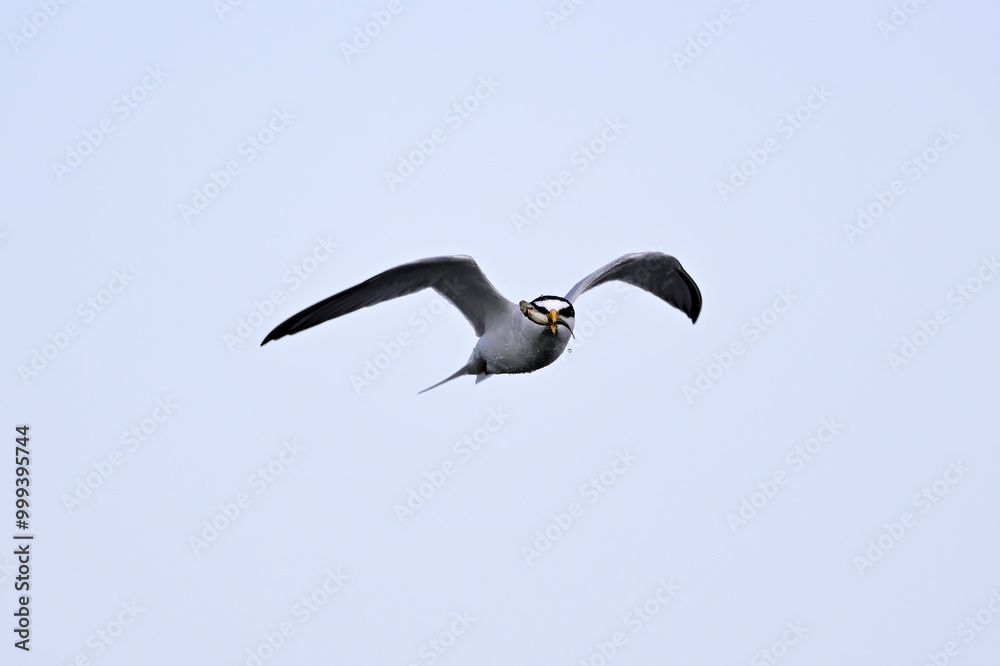Zwergseeschwalbe // Little tern (Sternula albifrons)