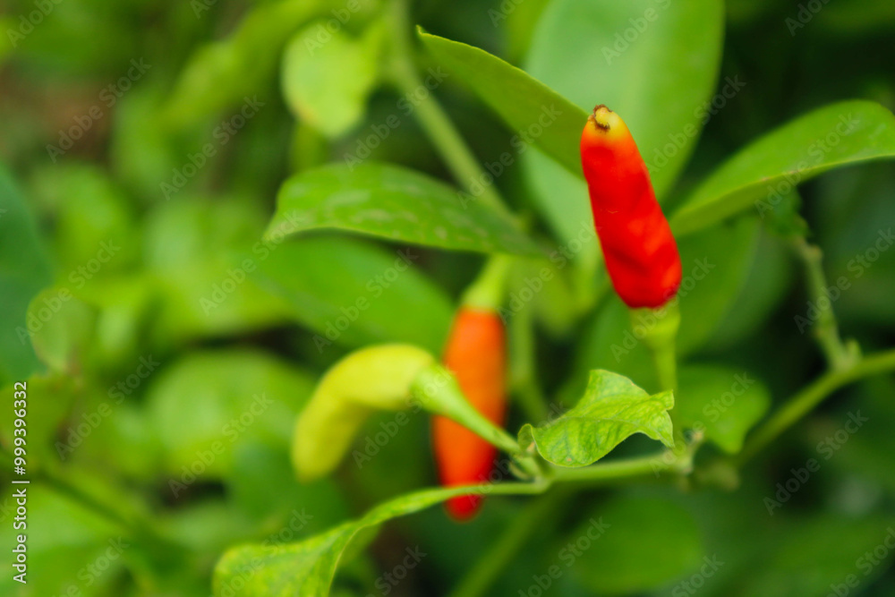 Red chilli plant in the garden. It looks so hot Red chilli plant in the garden. It looks so hot