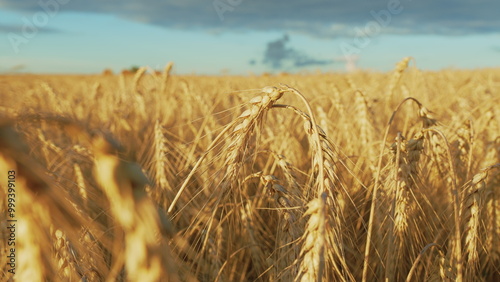 Ripe Wheat Ears - Prosperity And Wealth. Golden Wheat Ears Are Swaying By Wind. Growing Ripe Wheat In Agricultural Field At Summer Day. Slow motion.