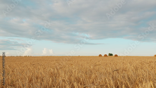 Ears Of Wheat Sway In Wind In Farm Field. Ears Are Waving Slightly. Agricultural Field In Summer Day. Golden Crop Ears Swaying From Gentle Wind. Gimbal shot.