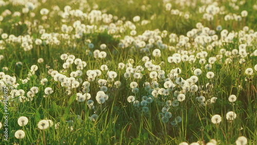 Dandelion On Natural Background. White Flowers Of Dandelion Balls In A Spring Field. Beautiful White Fluffy Dandelions Common Dandelion. Gimbal Stabilize.