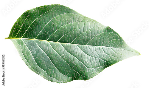 Green pear leaf isolated on transparent background