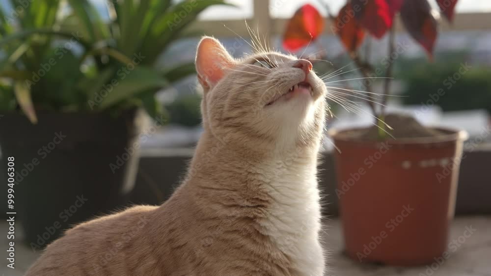 Gato naranaja emocionado castañeteando al ver un pájaro en el patio
