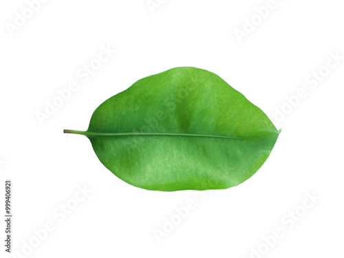 Mimusops elengi, Asian bulletwood, bullet wood, bukal, tanjong tree, medlar or Spanish cherry isolated on white background with clipping paths. photo