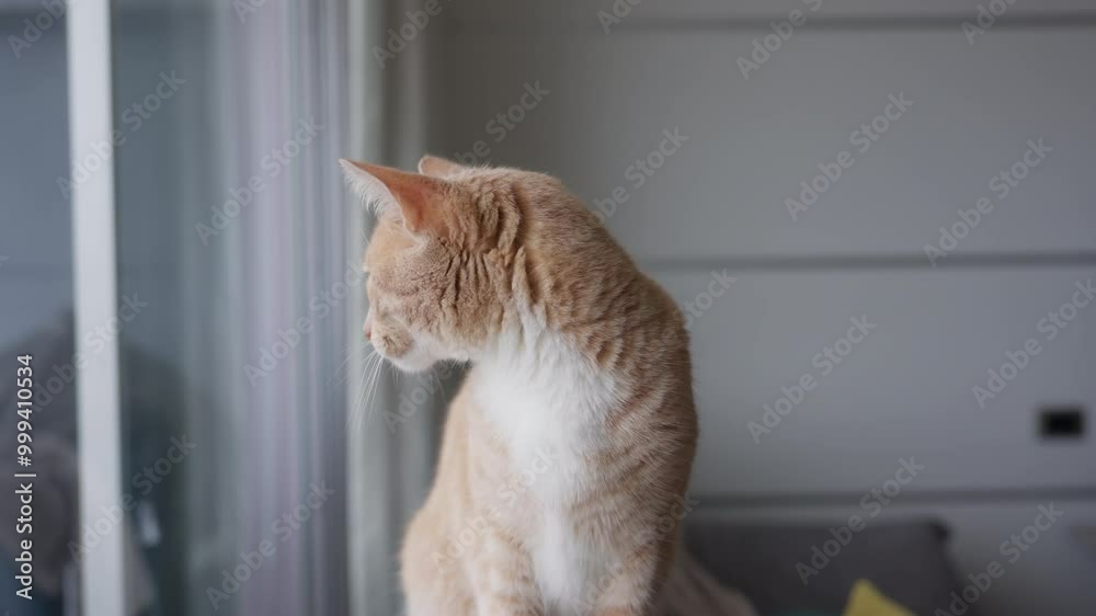 Gato naranja mirando por la ventana, con una mirada curiosa y serena, acompañado por la suave luz del día que ilumina su pelaje