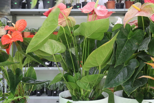 Laceleaf flower plant on nursery photo