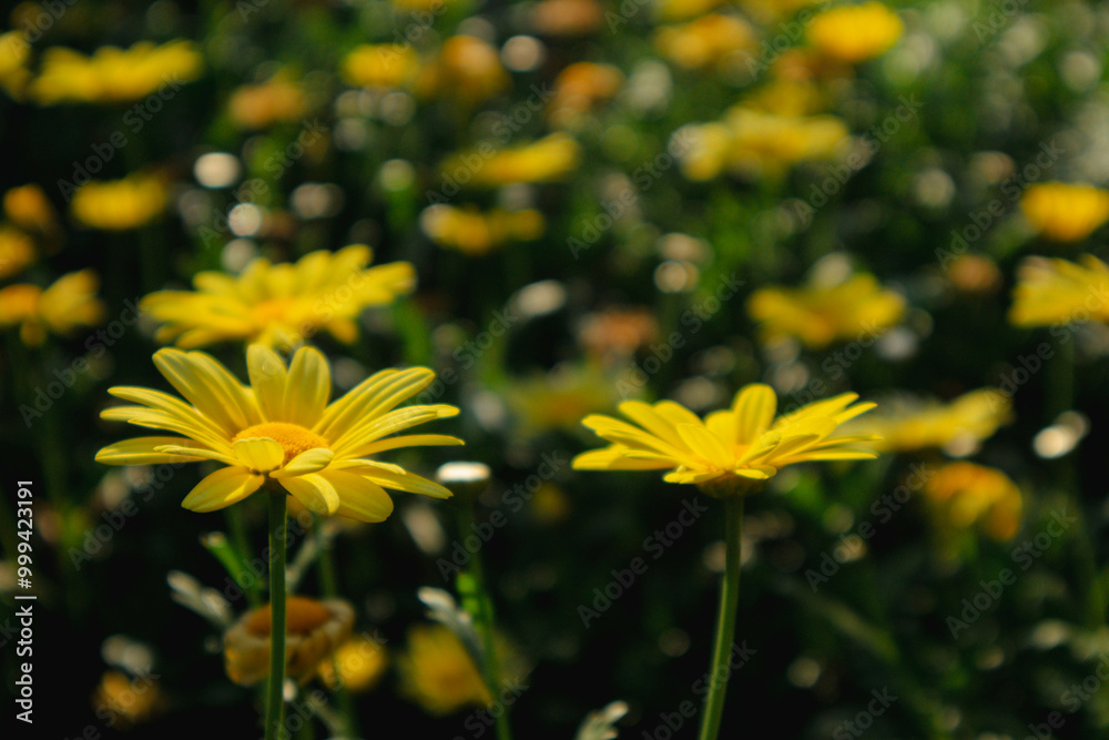 Yellow daisy flower in the garden looks beautiful Yellow daisy flower in the garden looks beautiful