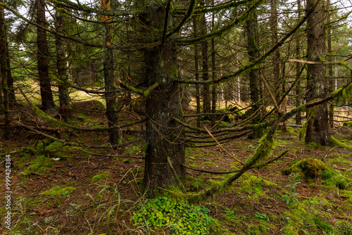 forest in autumn
