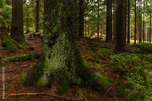 path in the forest
