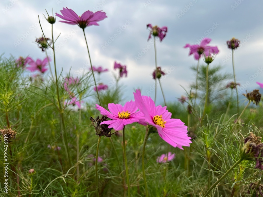 Pink cosmos flowers. Cosmos bipinnatus in the garden. The beauty of cosmos flowers Pink cosmos flowers. Cosmos bipinnatus in the garden. The beauty of cosmos flowers