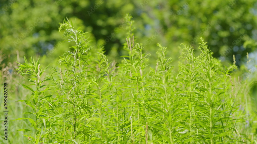 Lush Green Grass. Tall Grass Sways Gently In Warm Summer Breeze. Warm Glow Of A Setting Sun Filters Through A Meadow Of Tall Grasses. Slow motion. Lush Green Grass. Tall Grass Sways Gently In Warm Summer Breeze. Warm Glow Of A Setting Sun Filters Through A Meadow Of Tall Grasses. Slow motion.