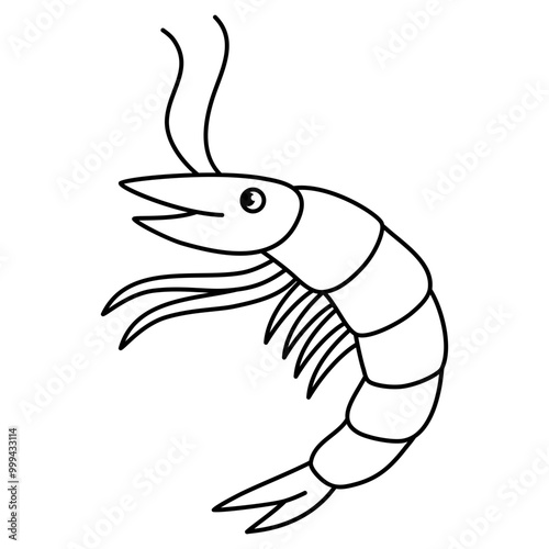 illustration of a shrimp