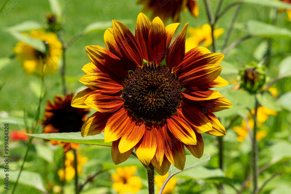 Sunflower Rio Carnival (helianthus annuus) in bloom in a sunny meadow Sunflower Rio Carnival (helianthus annuus) in bloom in a sunny meadow