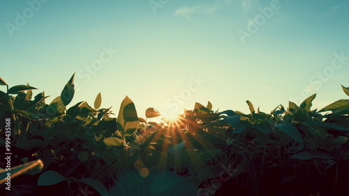 Soybean Field Ripening At Spring Season. Green Soybean Sprouts Growing On A Large Field. Agrarian Business.