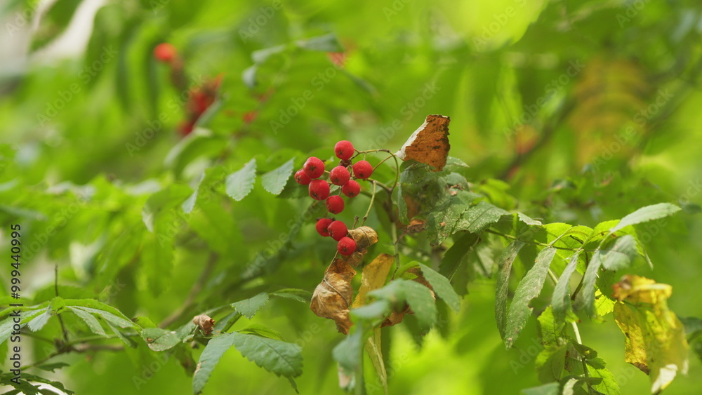 Fotografia Rowan Tree With Red Berry Autumn Background