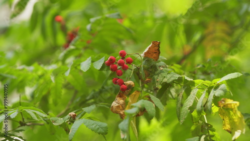 Slika na platnu Rowan Tree With Red Berry Autumn Background