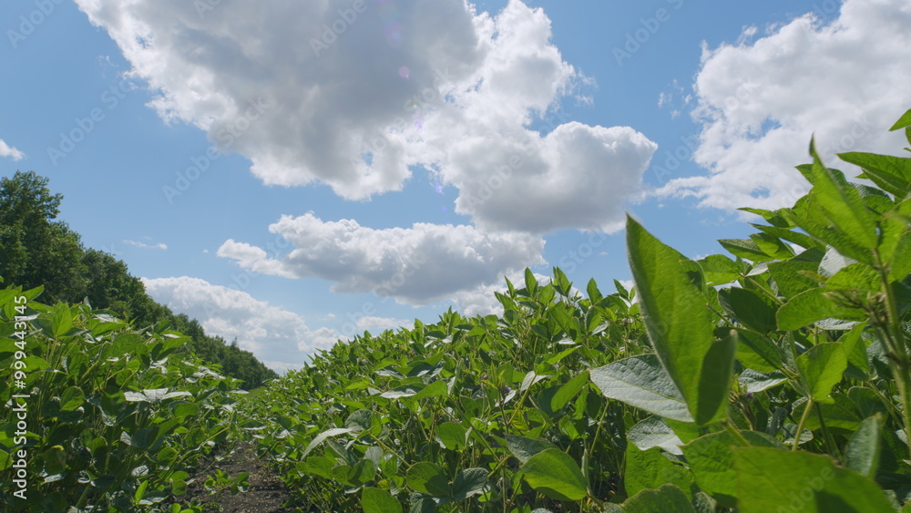 Obraz premium Field Showcasing Healthy Soybean Leaves. Agricultural Landscape. Business Farming Concept. Beautiful Soybean Field.