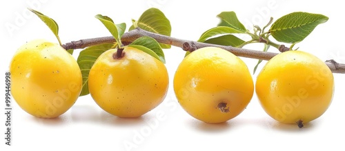 Diospyros Blancoi Or Buah Mentega Malay Or Butter Fruit One On Asian Herbs And Native Fruit photo