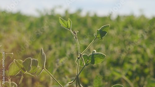 Green Soybeans In A Farmers Field. Soybean A Plantation. Glycine Max. Growing Crops. Field Soybeans In Early Autumn. photo