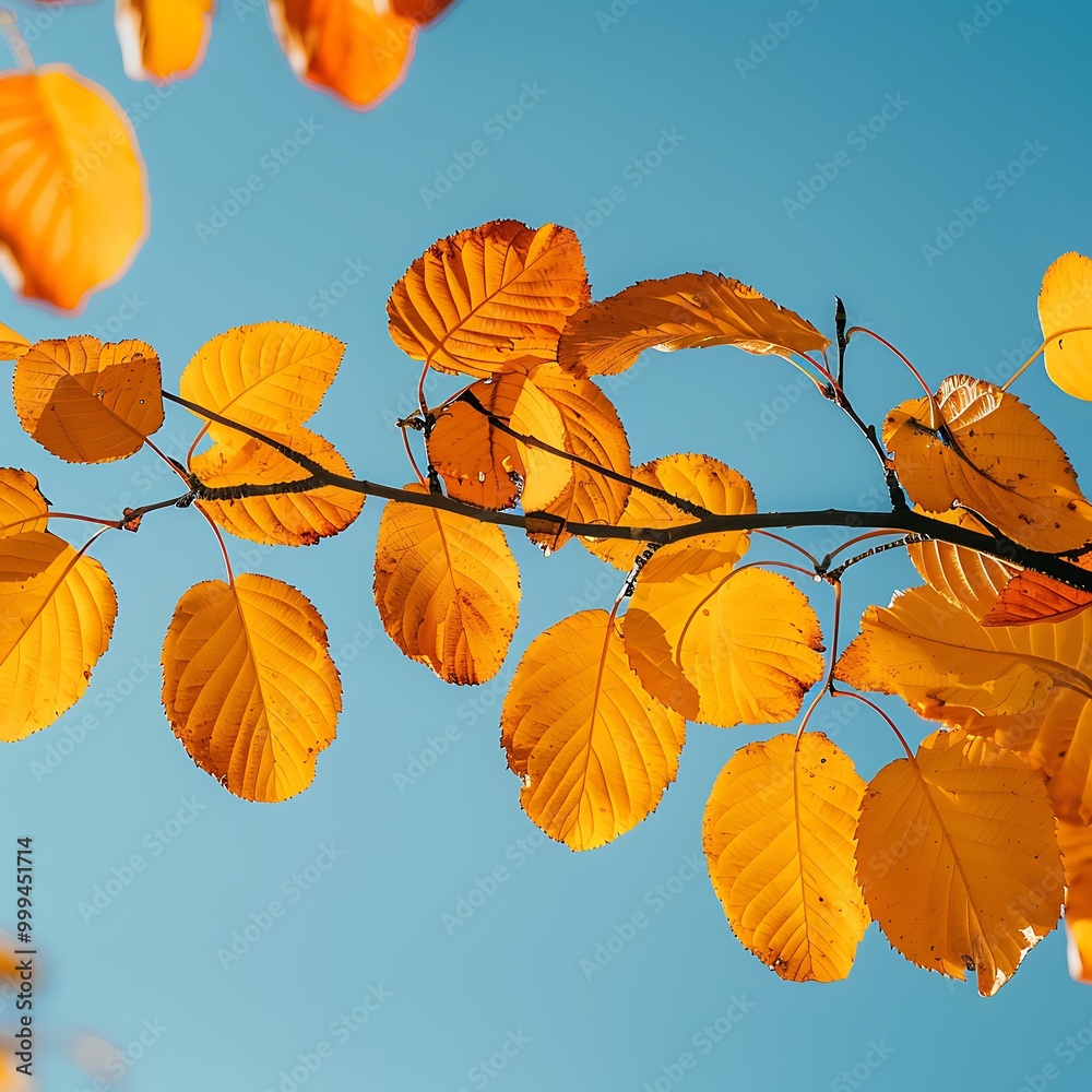 Obraz premium Cluster of yellow leaves against a clear blue sky, capturing the essence of a perfect autumn day.