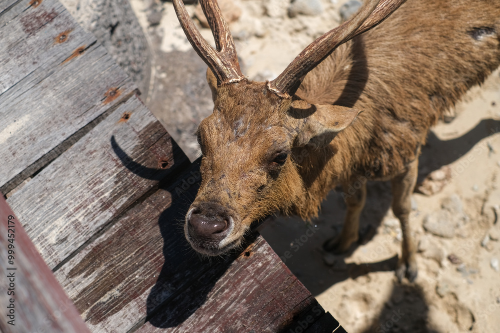 Fototapeta premium A deer in Menjangan island beach, Bali