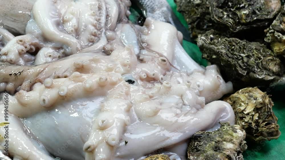 Underwater view of octopus tentacles demonstrating texture and growth in marine environment
